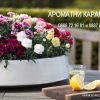 Комплект от 6 сорта ароматни многогодишни карамфила (Dianthus) в контейнери от sortovisemena.com.