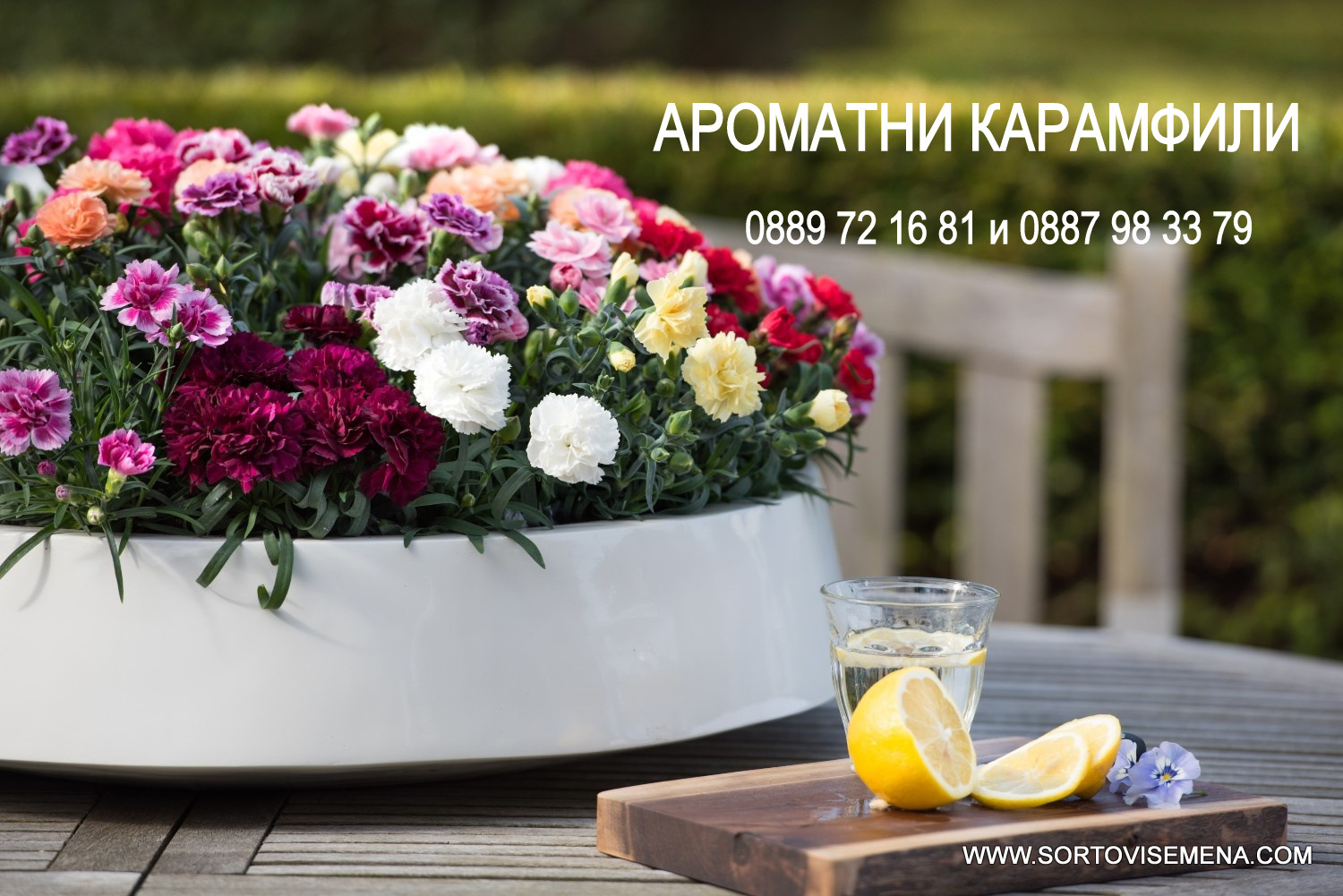 Комплект от 6 сорта ароматни многогодишни карамфила (Dianthus) в контейнери от sortovisemena.com.