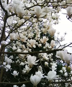 Магнолия Алба Суперба (Magnolia Alba Superba) в саксия – гарантирано качество от sortovisemena.com.