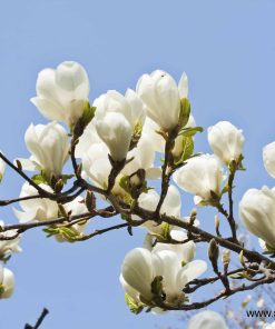 Магнолия Алба Суперба (Magnolia Alba Superba) в саксия – гарантирано качество от sortovisemena.com.