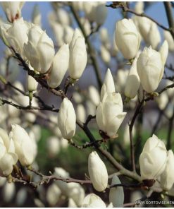 Магнолия Алба Суперба (Magnolia Alba Superba) в саксия – гарантирано качество от sortovisemena.com.