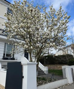 Магнолия Алба Суперба (Magnolia Alba Superba) в саксия – гарантирано качество от sortovisemena.com.