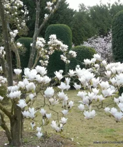 Магнолия Алба Суперба (Magnolia Alba Superba) в саксия – гарантирано качество от sortovisemena.com.
