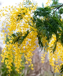 Мимоза Деалбата (Acacia dealbata) в саксия – гарантирано качество от sortovisemena.com.