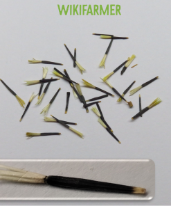 Семена за Бял Тагетес Албатрос – Снежна нежност от Сортови семена