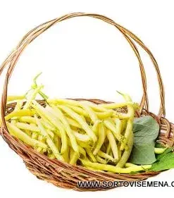 Купете онлайн качествени сортови семена за Фасул Голд от sortovisemena.com.