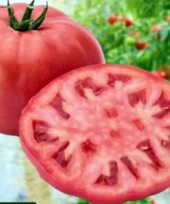 Сортови семена за Домати Йоана(Yoana)- Автентичен вкус и аромат