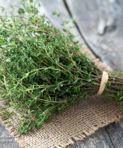 Сортови семена за Мащерка (Бабина душица) – Ароматът на природата (Thymus vulgaris)