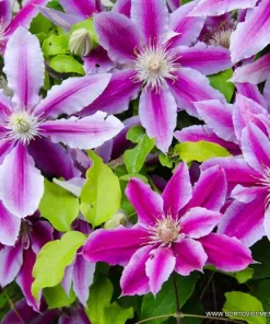 Клематис Д-р Рупел (Clematis Dr. Ruppel) в саксия 9 см – гарантирано качество от sortovisemena.com.