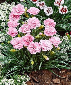 Многогодишен градински карамфил сорт Дорис (Dianthus Doris) – ароматно цвете от sortovisemena.com.