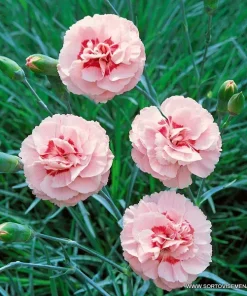 Многогодишен карамфил Диантус Dianthus plumarius Doris в саксия 9 см от Holland Bulb Market – sortovisemena.com.