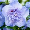 Хибискус Блу Шифон (Hibiscus Blue Chiffon) в саксия – гарантирано качество от sortovisemena.com.