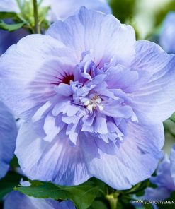 Хибискус Блу Шифон (Hibiscus Blue Chiffon) в саксия – гарантирано качество от sortovisemena.com.