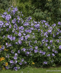 Хибискус Блу Шифон (Hibiscus Blue Chiffon) в саксия – гарантирано качество от sortovisemena.com.