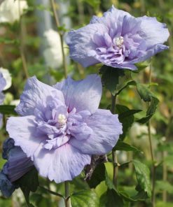 Хибискус Блу Шифон (Hibiscus Blue Chiffon) в саксия – гарантирано качество от sortovisemena.com.