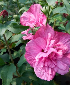 Хибискус Маджента Шифон (Hibiscus Magenta Chiffon) в саксия – гарантирано качество от sortovisemena.com.