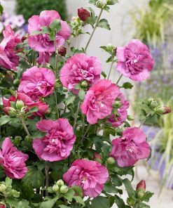 Хибискус Маджента Шифон (Hibiscus Magenta Chiffon) в саксия – гарантирано качество от sortovisemena.com.