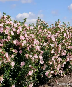 Хибискус Пинк Шифон (Hibiscus Pink Chiffon) в саксия – гарантирано качество от sortovisemena.com.