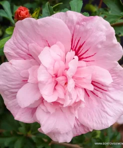 Хибискус Пинк Шифон (Hibiscus Pink Chiffon) в саксия – гарантирано качество от sortovisemena.com.