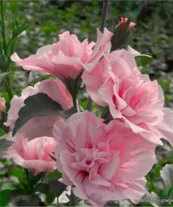 Хибискус Пинк Шифон (Hibiscus Pink Chiffon) в саксия – гарантирано качество от sortovisemena.com.