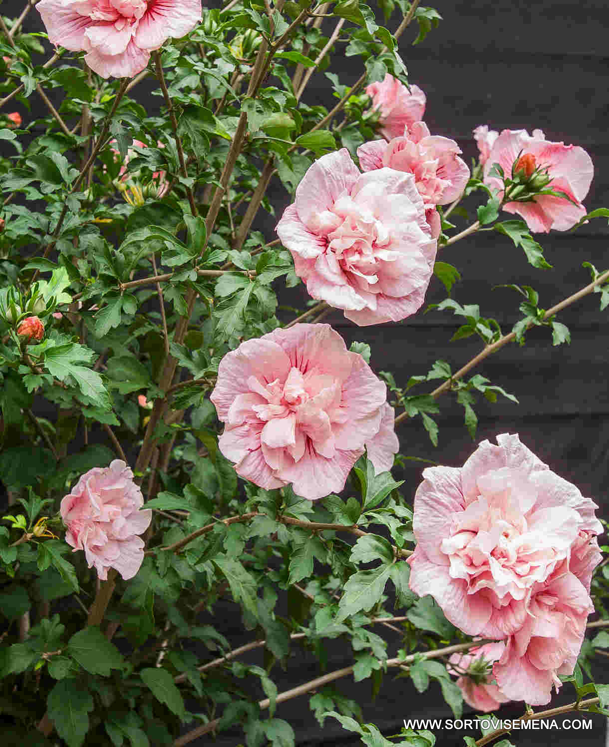 Хибискус Пинк Шифон (Hibiscus Pink Chiffon) в саксия – гарантирано качество от sortovisemena.com.