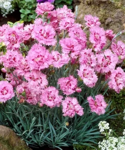 Карамфил Dianthus plumarius Maggie в саксия P9 – наситено розови кичести цветове от sortovisemena.com.