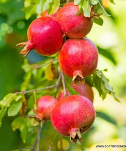 Нар (Punica Granatum) в саксия 9 см – гарантирано качество от sortovisemena.com.