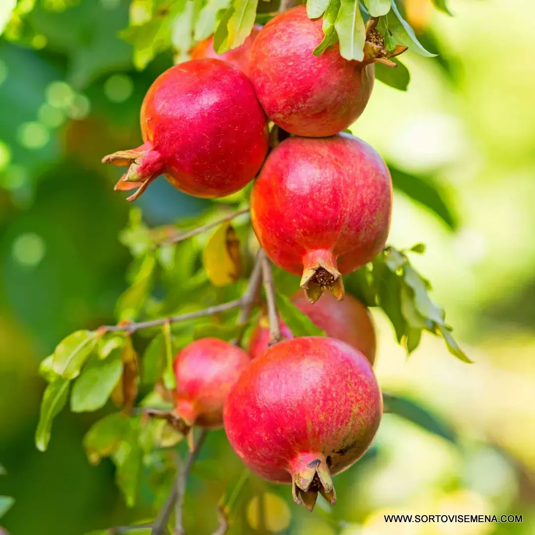 Нар (Punica Granatum) в саксия 9 см – гарантирано качество от sortovisemena.com.