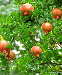 Нар (Punica Granatum) в саксия 9 см – гарантирано качество от sortovisemena.com.