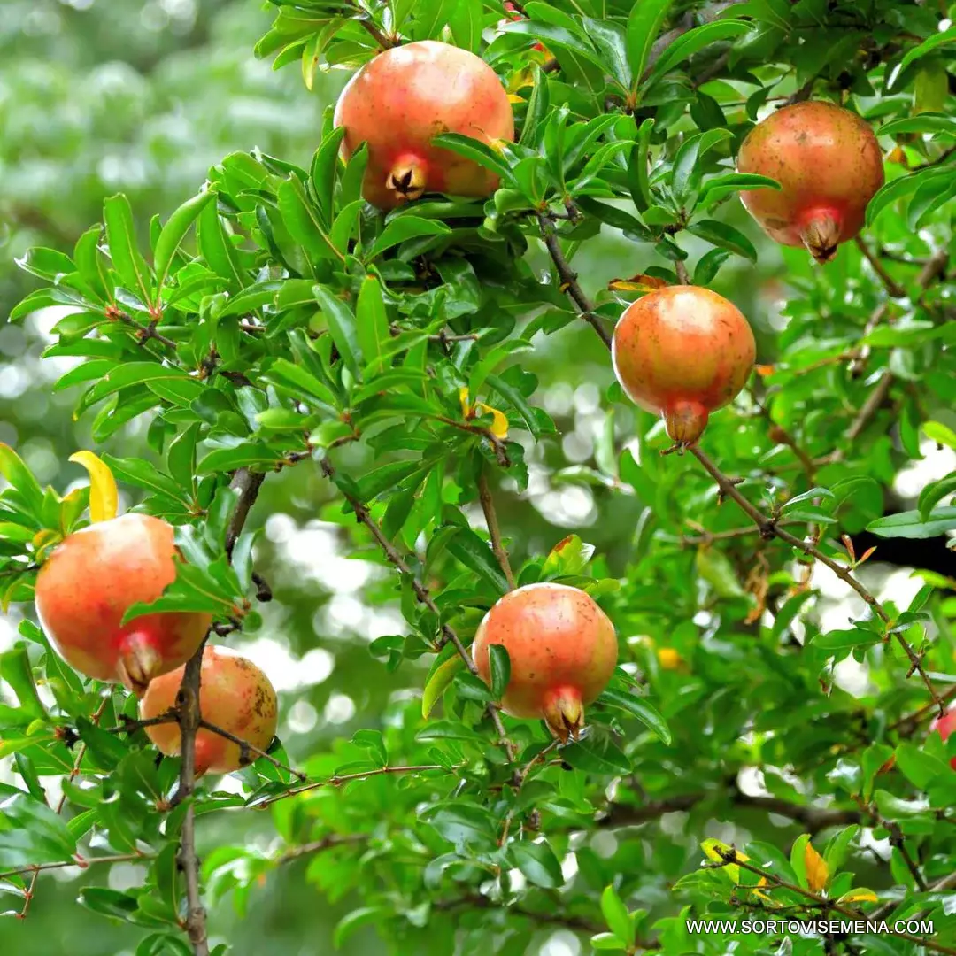 Нар (Punica Granatum) в саксия 9 см – гарантирано качество от sortovisemena.com.