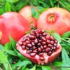 Нар (Punica Granatum) в саксия 9 см – гарантирано качество от sortovisemena.com.