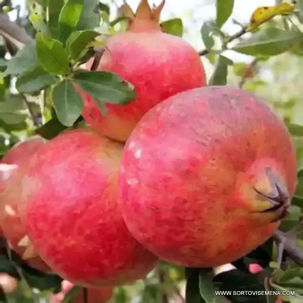 Нар (Punica Granatum) в саксия 9 см – гарантирано качество от sortovisemena.com.