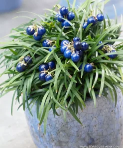 Офиопогон Японикус Минор (Ophiopogon japonicus Minor) в саксия – гарантирано качество от sortovisemena.com.