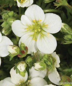 Саксифрага Арендси Бяла (Saxifraga arendsii White) в саксия – гарантирано качество от sortovisemena.com.
