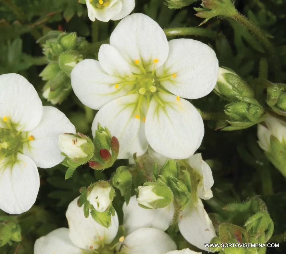 Саксифрага Арендси Бяла (Saxifraga arendsii White) в саксия – гарантирано качество от sortovisemena.com.