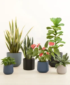 Стайни растения