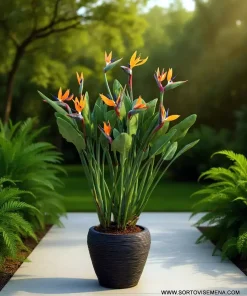 Стрелиция Райска птица (Strelitzia reginae) в саксия – гарантирано качество от sortovisemena.com.