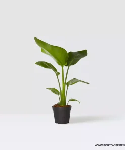 Стрелиция Райска птица (Strelitzia reginae) в саксия – гарантирано качество от sortovisemena.com.